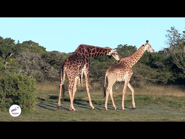 Giraffe Courtship: A Majestic Dance of Pursuit