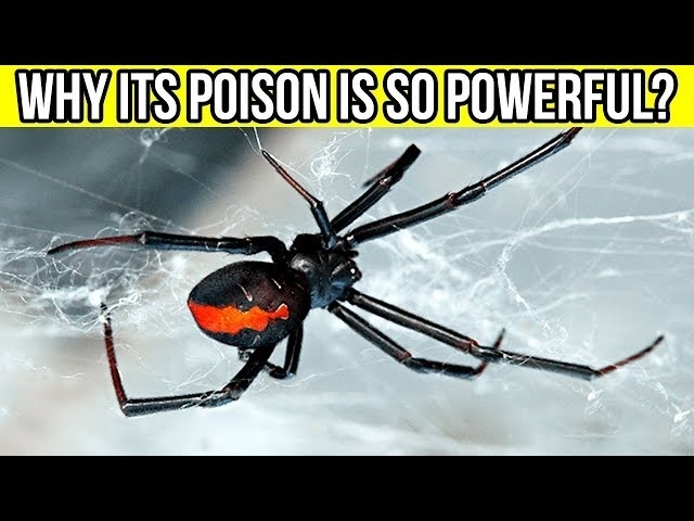 Why Is The BLACK WIDOW’S POISON So Powerful ????