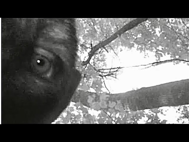Disturbing Trail Cam Captures No One Saw Coming