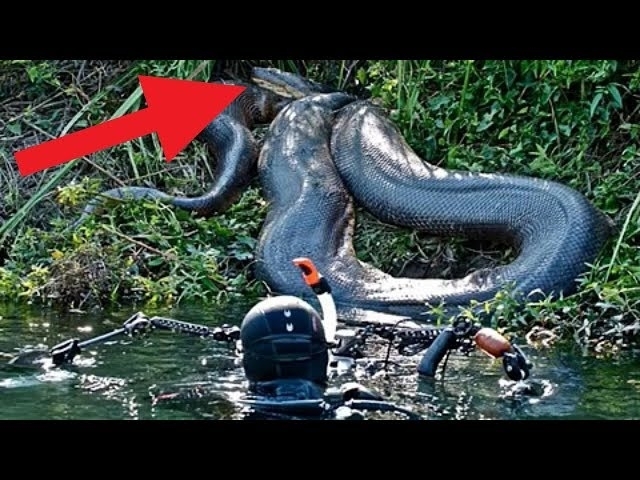 BIGGEST Snakes Found Around The World!