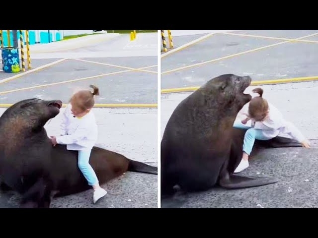 You Won't Believe What This Sea Lion Did To This Girl