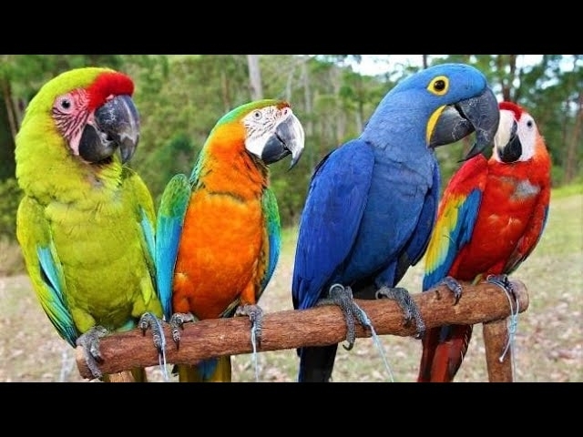 8 Most Beautiful Macaws on Planet Earth