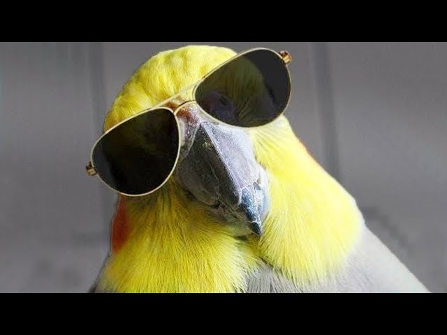 The FUNNIEST Parrot Videos That Will Change Your Mood For Good
