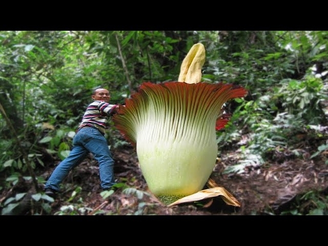 15 Biggest Flowers You Won’t Believe Actually Exist