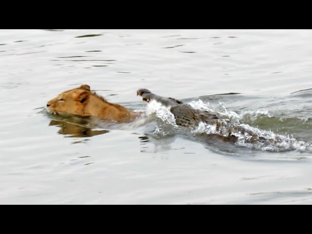 Crocodile Attacks a Male Lion - Latest Wildlife Sightings