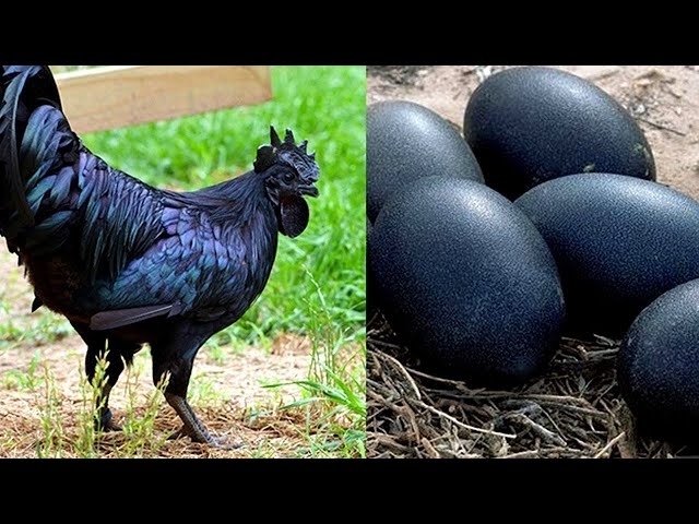 15 Most Unique Bird Eggs In The World!
