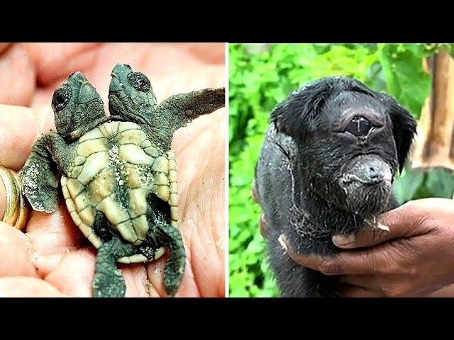 12 Rare Animals That Are One Of A Kind