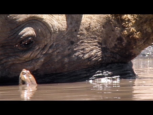Terrapins and Rhino: A Symbiotic Relationship