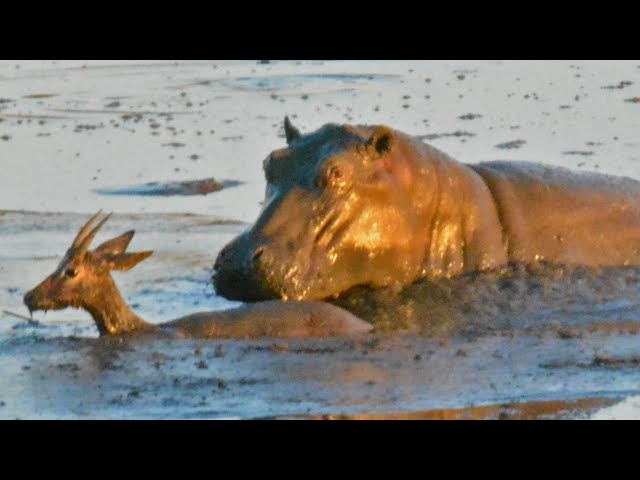 Hippo Kills an Impala That's Stuck in Mud After Lions Chased it