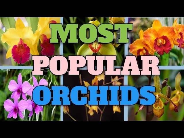10 Most Popular Types of Orchids