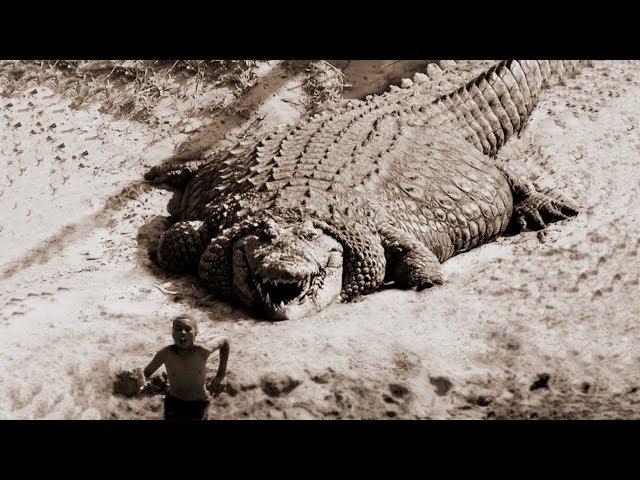 TOP 10 LARGEST CROCODILES In The World