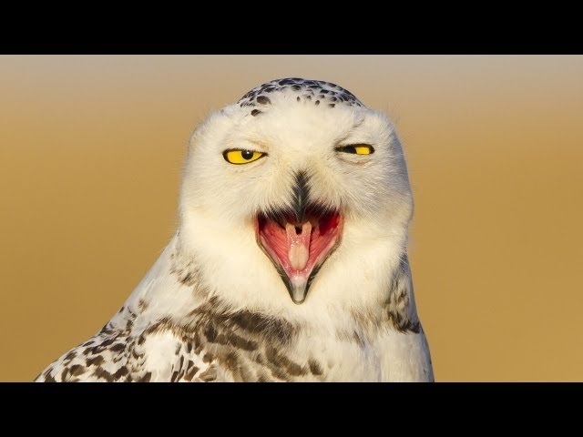 Snowy Owl Invasion