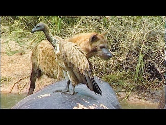 Nature's Clash: Crocodile vs. Vulture in African Waters ????????