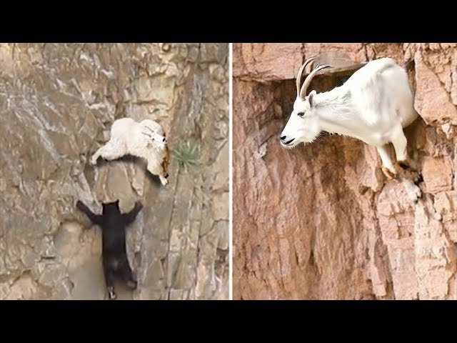 No Predator Can Catch Mountain Goats