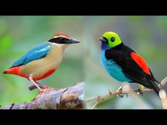10 Most Beautiful Small Birds in the World