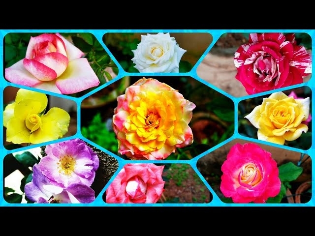 167 - 25+ Rose Varieties of My Garden | My Rose Garden Tour