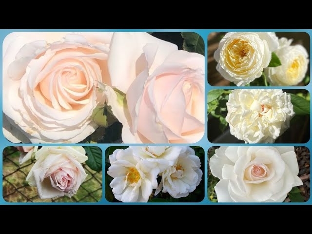 210 - Best 35+ White Roses for Winter season