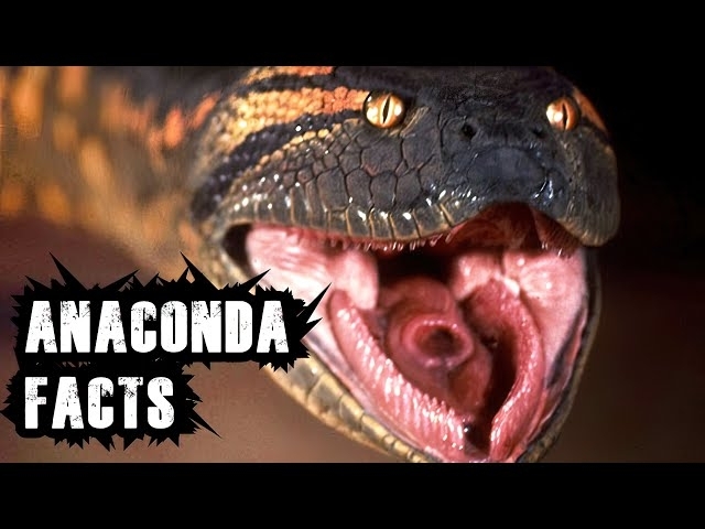 ANACONDA: 10 Facts you have to know about this big snake