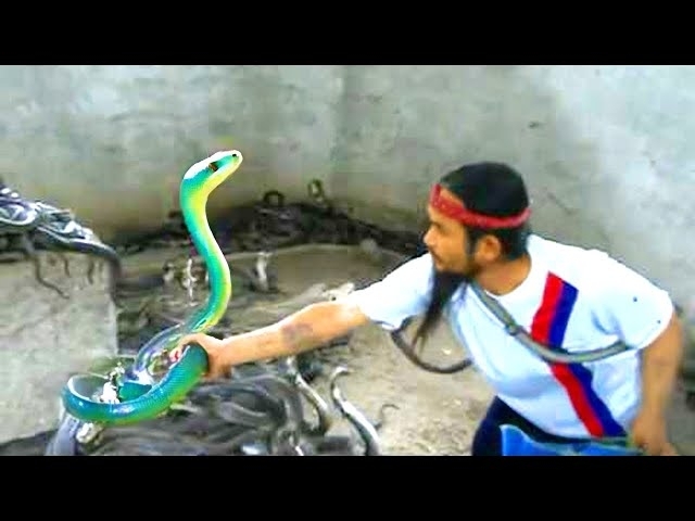 Here s How The Cobra Is Chosen For The Snake Show