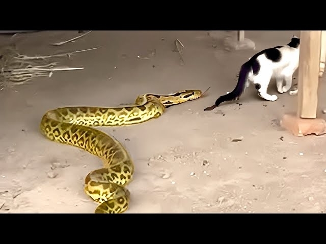 20 Times Cats Messed With The Wrong Snake