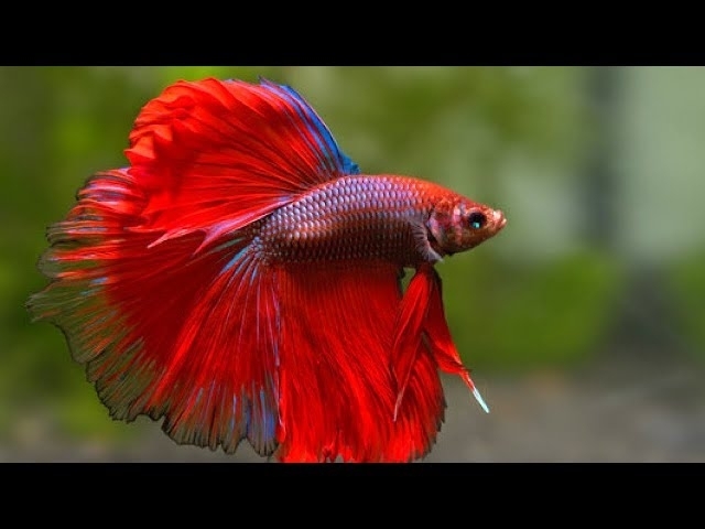 Most Beautiful Fishes From Around The World