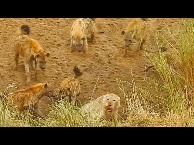 Lion Cornered by Hyenas Calls for Backup