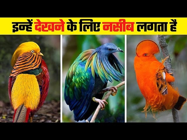 दुनिया के सबसे दुर्लभ पक्षी | Top 10 Rarest Birds i...