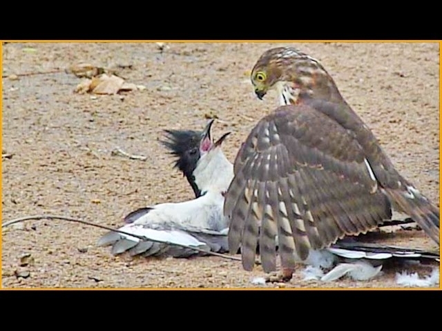 Hawk Tries to Kill Cuckoo Bird