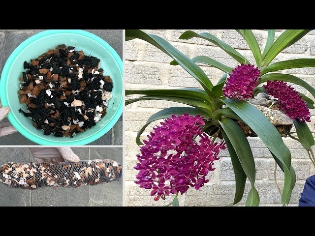 Cách làm phân vỏ chuối bón cho hoa lan | Making manure for orchids