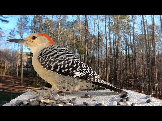 Red-bellied Woodpecker - Identify Female vs. Male and hear their Calls!