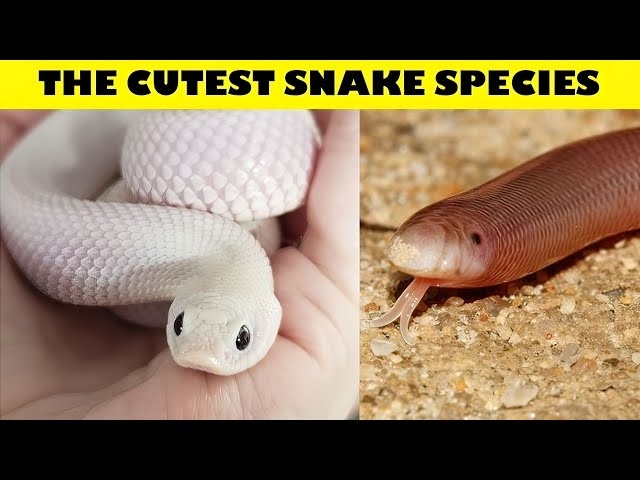 The cutest snakes in the world | Snakes can be cute too