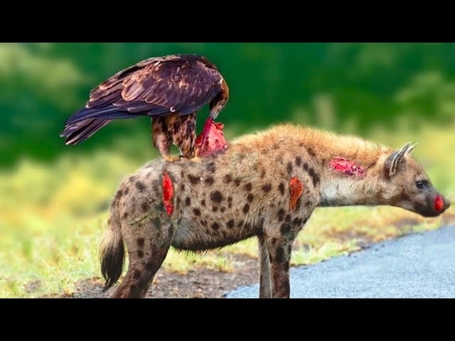 This Fearless Golden Eagle Attacked a Hyena Alive