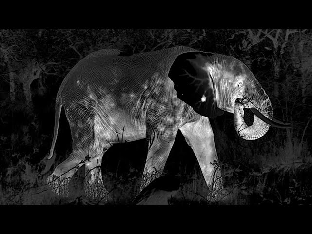 Secrets Of The Wild African Night | Waterhole: Africa's Animal Oasis | BBC Earth