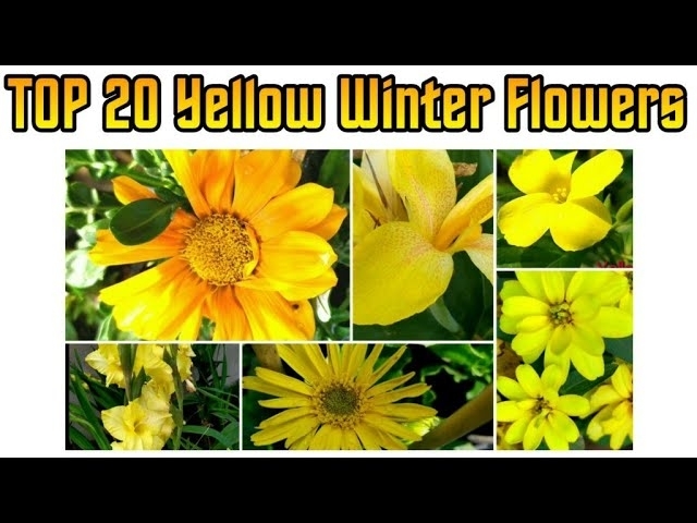 95 - Top 20 Yellow Winter Flowers To Grow || Winter Flowers || Floral Gardening