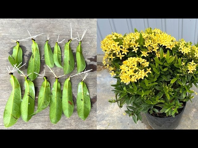 Nhân giống hoa mẫu đơn bằng lá với nước | Growing Ixora with leaves