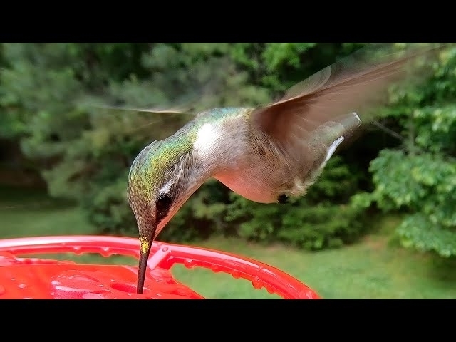 Ruby-throated Hummingbirds - Have your hummingbirds left yet?