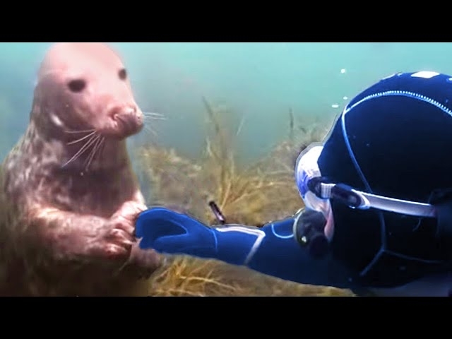 Diver Panics When Seal Won’t Let Go, Then Looks Up And Sees Why