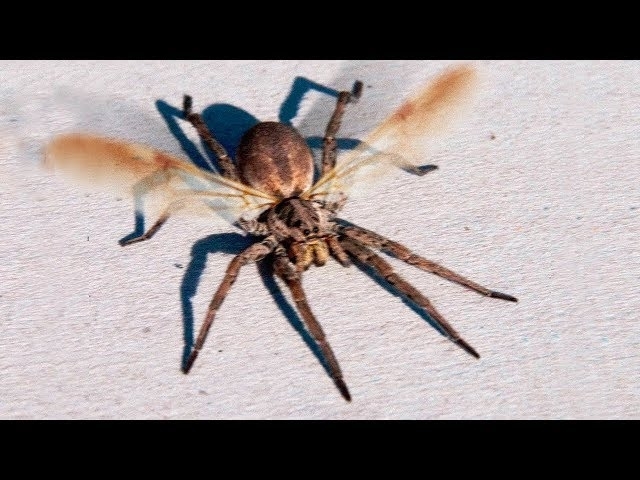 SPIDERS WITH WINGS - Can Spiders Fly? ????