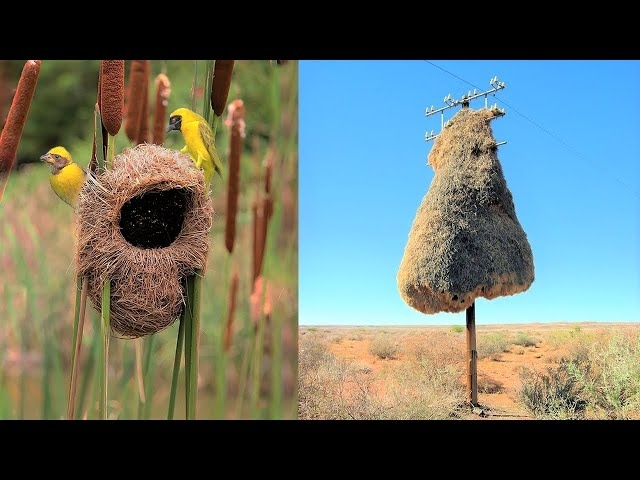 15 Incredible Nests Built by Birds