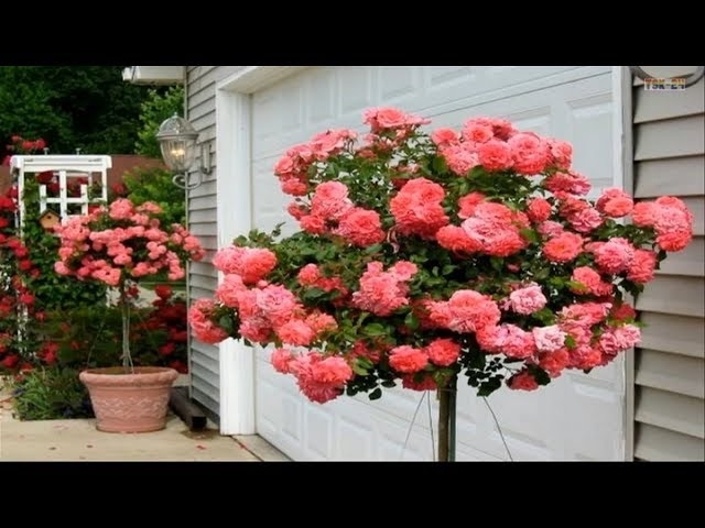 Beautiful Rose Garden - The Most Beautiful Roses in the world