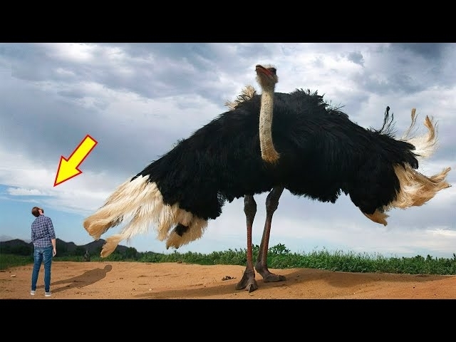 10 BIGGEST BIRDS In The World