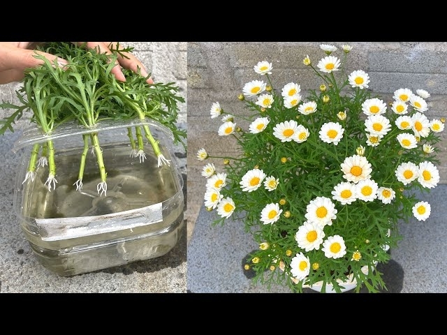Thử giâm hoa cúc với nước trong chai nhựa | Planting chrysanthemums