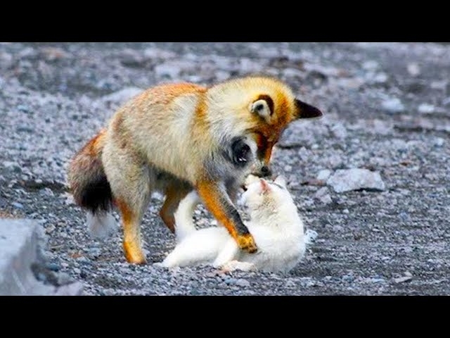 This Fox Was Just About To Eat a Cat, But Then The Most Surprising Thing Happened