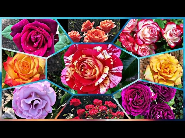 139 - 20 Beautiful Grandiflora Rose | Part 1 | Dark Desire, Parade Day | Around the world
