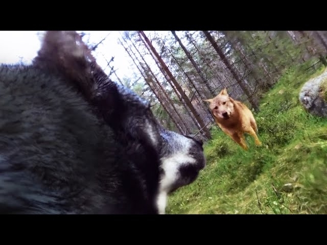 Guy Who Put A GoPro On His Dog Is Chilled To The Bone When He Looks At The Footage