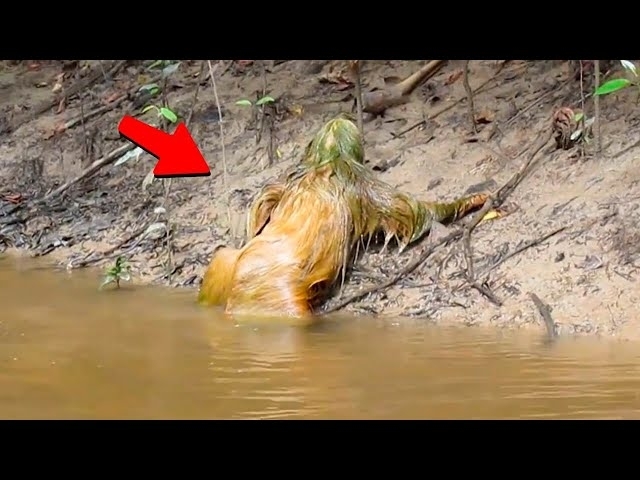This Man's Camera Caught Some Creature Crawling out of the River