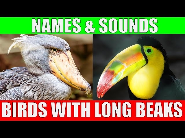 Amazing Birds With The Longest Beaks | Learn Names and Sounds of Long Beak Birds