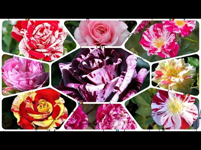 172 - 25 Striped Miniature Rose Varieties || Famous Around The World