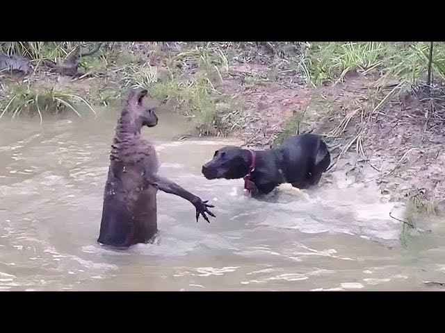 15 Times Animals Messed With The Wrong Opponent