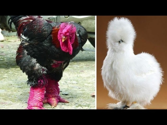 Chicken Breeds You Won't Believe Actually Exist